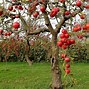 Image result for Full Apple Tree