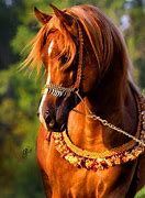 Image result for Andalusian Horse in Mexican Tack