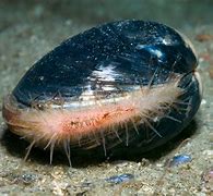 Image result for Ocean Quahog Ming