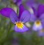 Image result for Nature Small Things