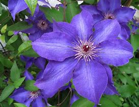 Image result for Purple Star Clematis