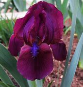 Image result for Iris Cherry Garden (Pumila-Group)