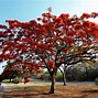 Image result for Trees with Orange Flowers in Costa Rica