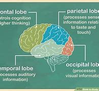 Image result for Who's Pinky and Who's the Brain