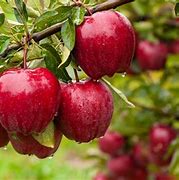 Image result for apples trees zones 7