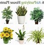 Image result for Common House plants