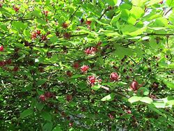 Image result for Calycanthus floridus