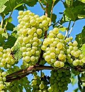 Image result for Vitis Vroege van der Laan