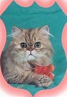 Image result for Persian Cat Types