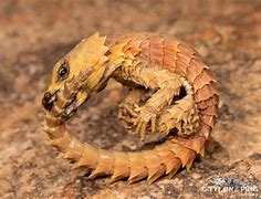 Image result for Armadillo Lizard Roll