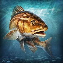 Image result for Fish Art Look