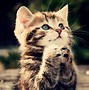 Image result for Cute Wallpaper 300 X 300