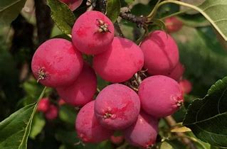 Image result for Show All Varieties of Crab Apple Trees
