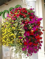 Image result for Flower Hanging Baskets