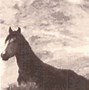 Image result for Utah Wild Horses