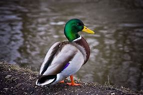 Image result for Green Duck