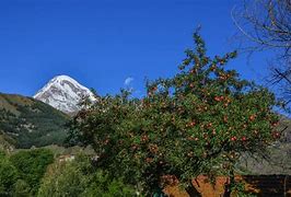 Image result for Apple Tree On a Cliff