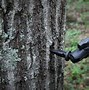 Image result for A Tree Mount for Your Game Camera