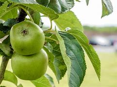 Image result for Types of Green Apple Trees