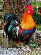 Image result for Coq Piccolo