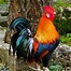Image result for Coq Lala