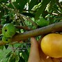 Image result for Largest Seeds in the Tropics