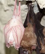 Image result for Tiger Albino Bat