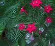 Image result for Cypress Vine