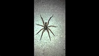 Image result for World's Biggest Wolf Spider