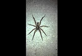 Image result for Biggest Wolf Spider Ever