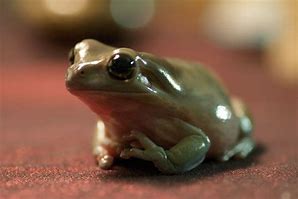 Image result for White Tree Frog Cute