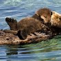 Image result for Sea Otter Mom and Pup