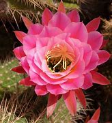 Image result for Cactus Plants That Flower