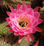 Image result for Cactus Rose