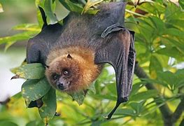 Image result for Fruirt Bat