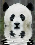 Image result for Baby Panda Ocean