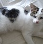 Image result for Cat with Heart Markings