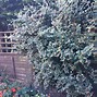 Image result for Cotoneaster microphyllus