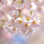 Image result for Light Pink and White Wallpaper