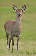 Image result for What Is a Red Hindes Deer
