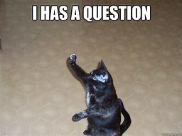 Image result for Cat Questions You Meme