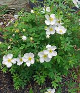 Image result for Potentilla fruticosa Abbotswood