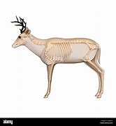 Image result for Whitetail Deer Skeleton Diagram