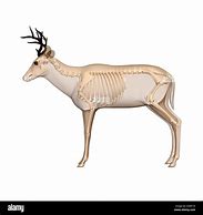 Image result for Deer Shoulder Bone