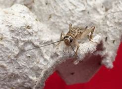 Image result for Live Crickets for Sale