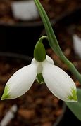 Image result for Galanthus Beany