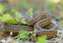 Image result for Smooth Snake