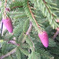 Bildergebnis für Picea abies Acrocona