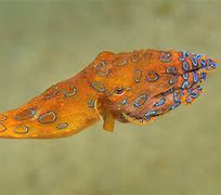 Image result for Sea Life Octopus