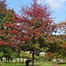 Image result for Quercus palustris